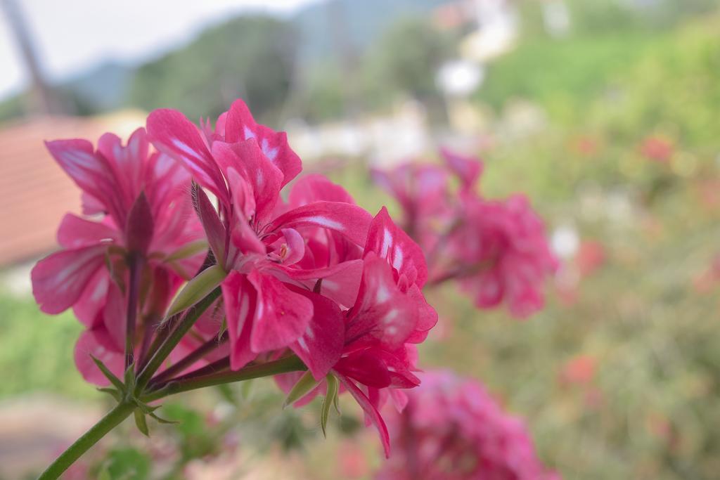 Mirsini Apartments Agios Georgios  Exteriér fotografie